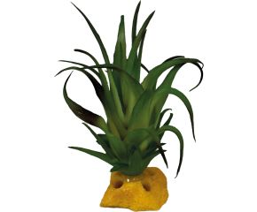 Repto Terrariumplant Tillandsia