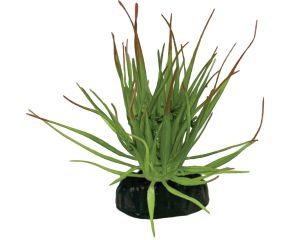 Repto Terrariumplant Tillandsia Ion