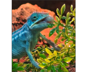 Furcifer pardalis Nosy Be, Panterkameleon UBN 6338257