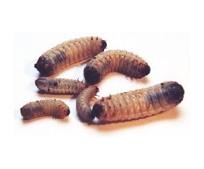 Doosje Rozenkeverlarven (Dola's) 10 Stuks