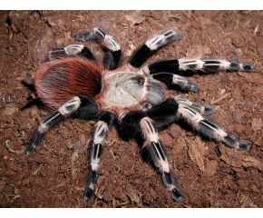 Nhandu chromatus, Braziliaanse rood witte vogelspin, UBN 6338257