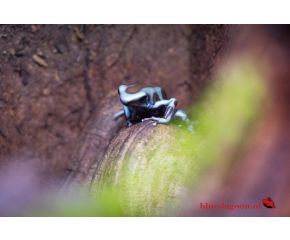 Dendrobatus auratus, pijlgifkikker UBN 6338257