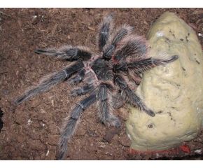 Lasiodora parahybana, Braziliaans zalmroze vogelspin, UBN 6338257