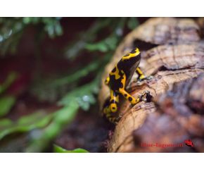 Dendrobates leucomelas, pijlgifkikker UBN 6338257