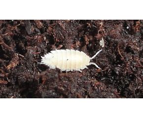 Doosje Tropische Pissebedden