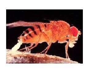 Doosje kleine fruitvliegen