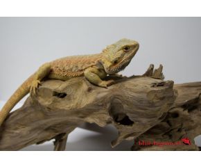 Pogona vitticeps, baardagaam medium UBN 6338257