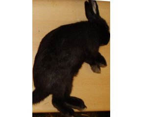 Konijn Groot Diepvries (1-2 kg)