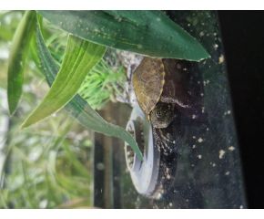 Emys orbicularis, Europese moerasschildpad UBN 6338257