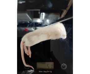Rat klein diepvries (40-60 gr)