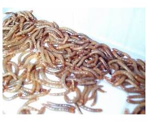 Buffalowormen 1 Portie 50 ml. (17gr)