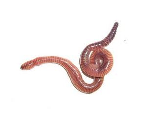 Dendrobena's Regenwormen