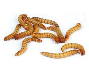 Meelwormen 2-4cm 50 gr