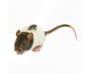 Rat klein (40-60 gram)