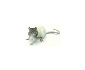 Rat volwassen (200gr)