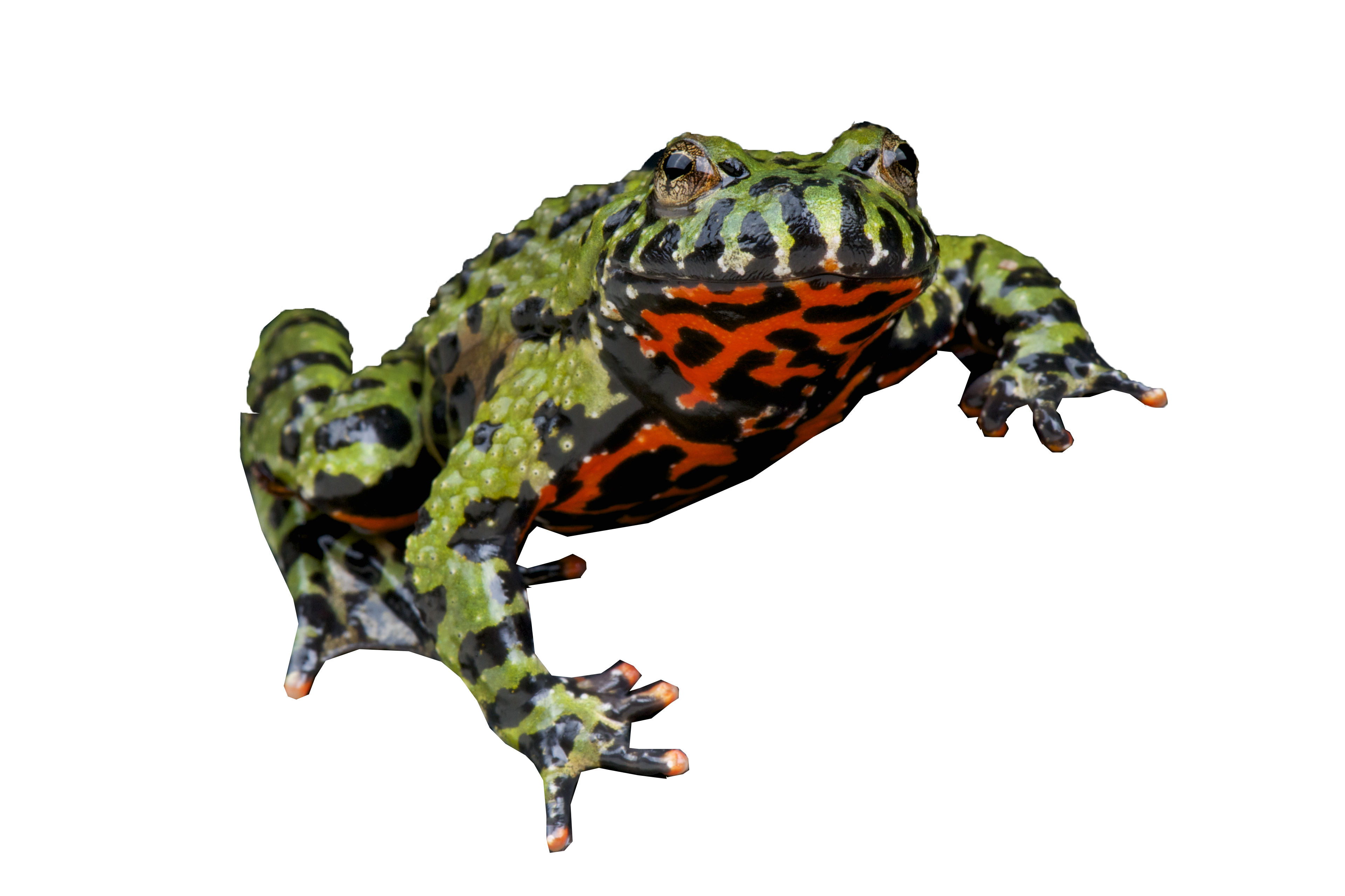 Koreaanse vuurbuikpad