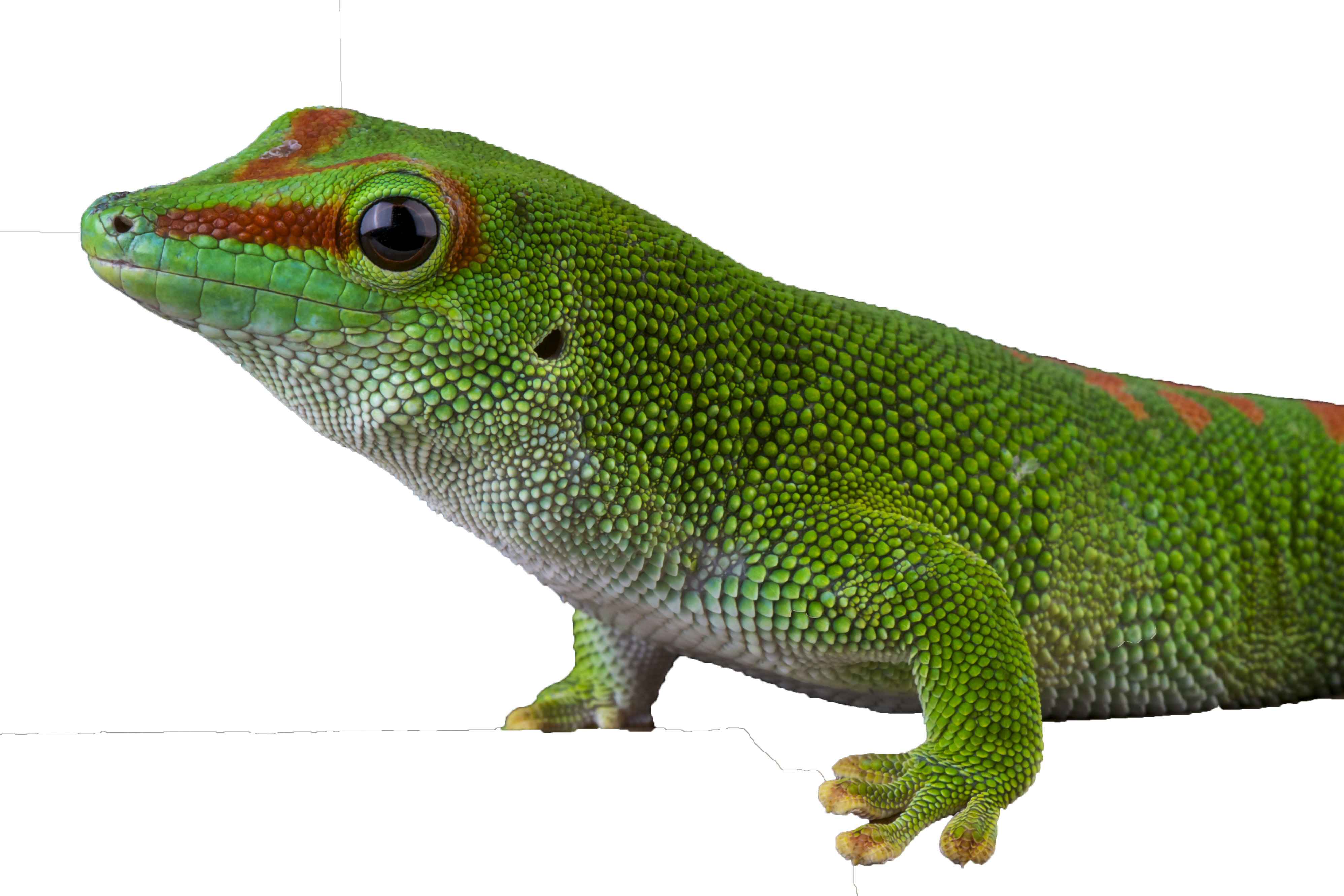 Madagascar daggecko