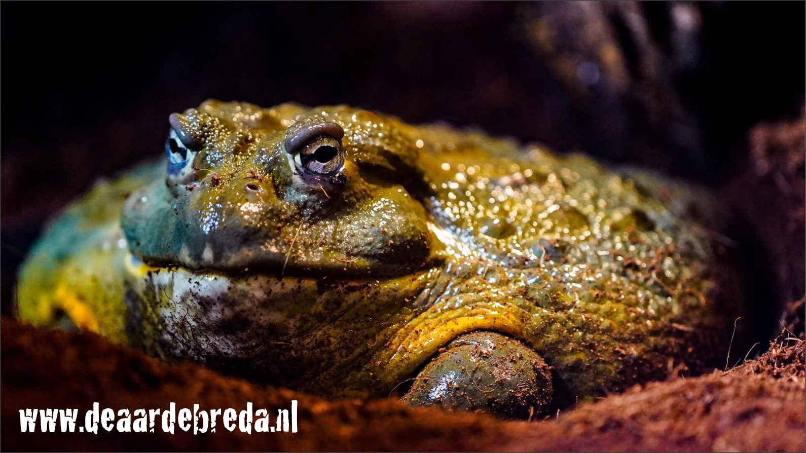 Afrikaanse stierkikker, Afrikaanse Dwerg stierkikker