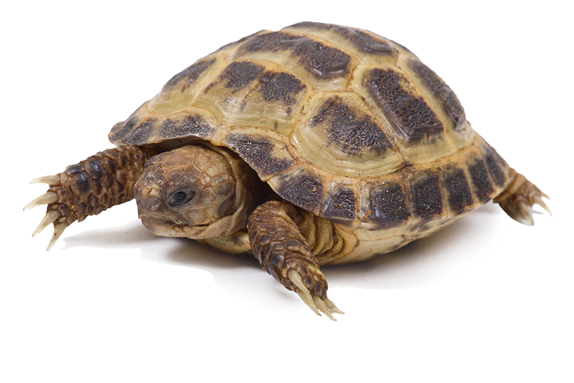Vierteenschildpad, Russische vierteenschildpad