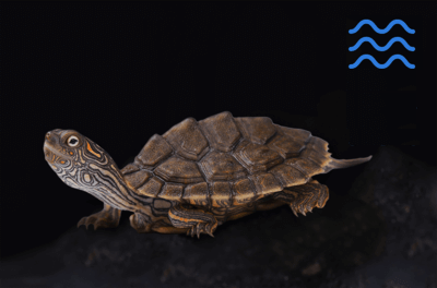 Waterschildpadden terrarium